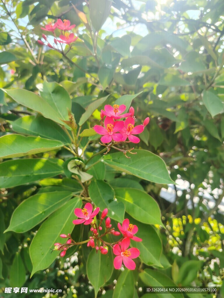 琴叶珊瑚