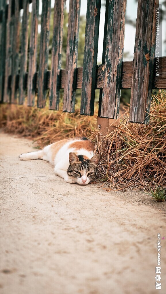 路边休憩的猫咪