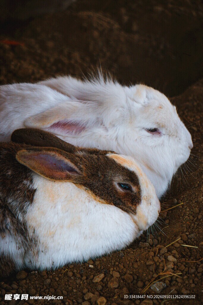 依偎的白兔与小兔