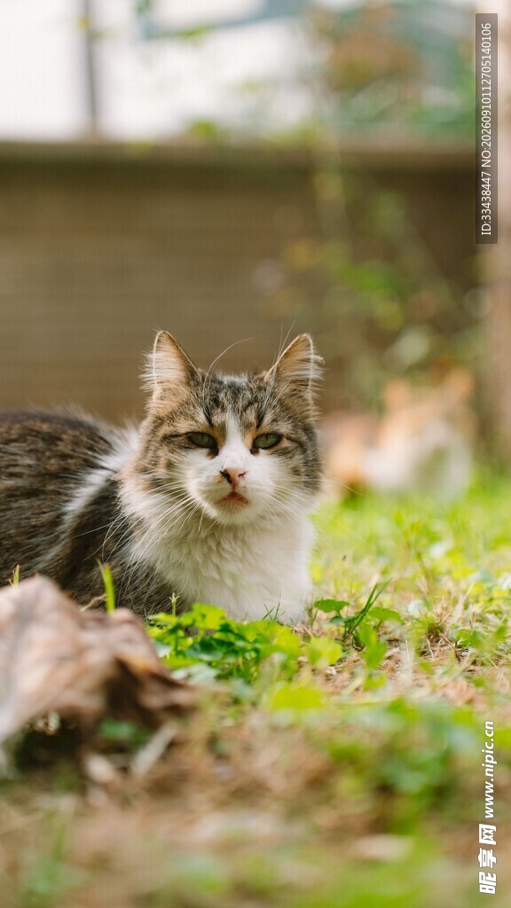 草地上的可爱猫咪