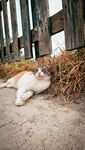 慵懒猫咪倚栏惬意休憩
