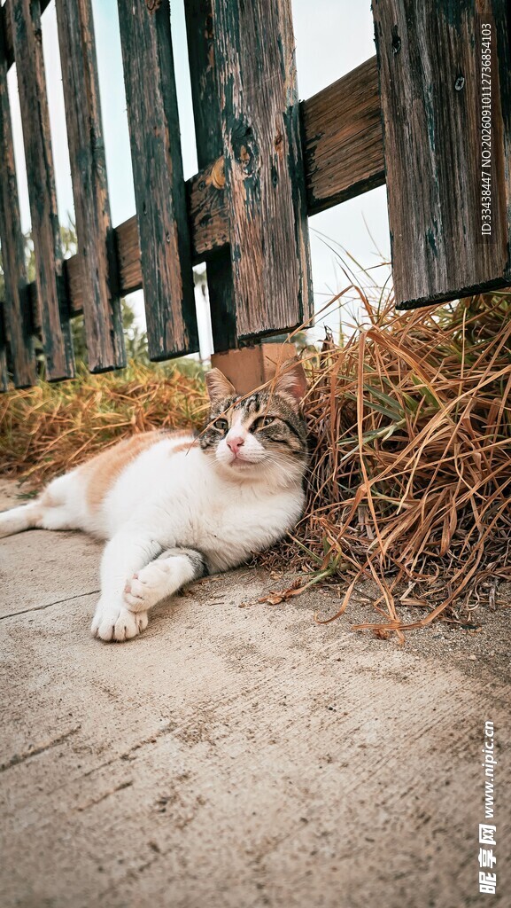 慵懒猫咪倚栏惬意休憩