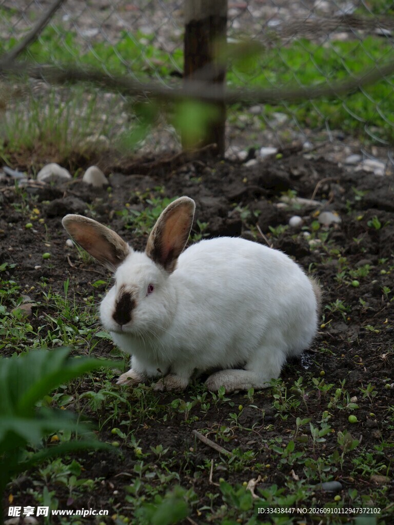 草地上的可爱白兔