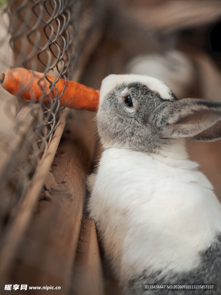 白兔啃食胡萝卜的温馨瞬间