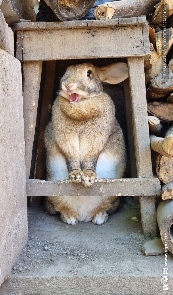 兔子