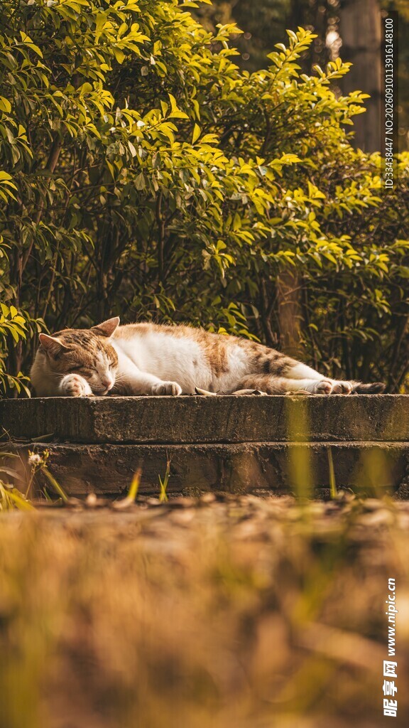 阳光下猫咪惬意躺卧