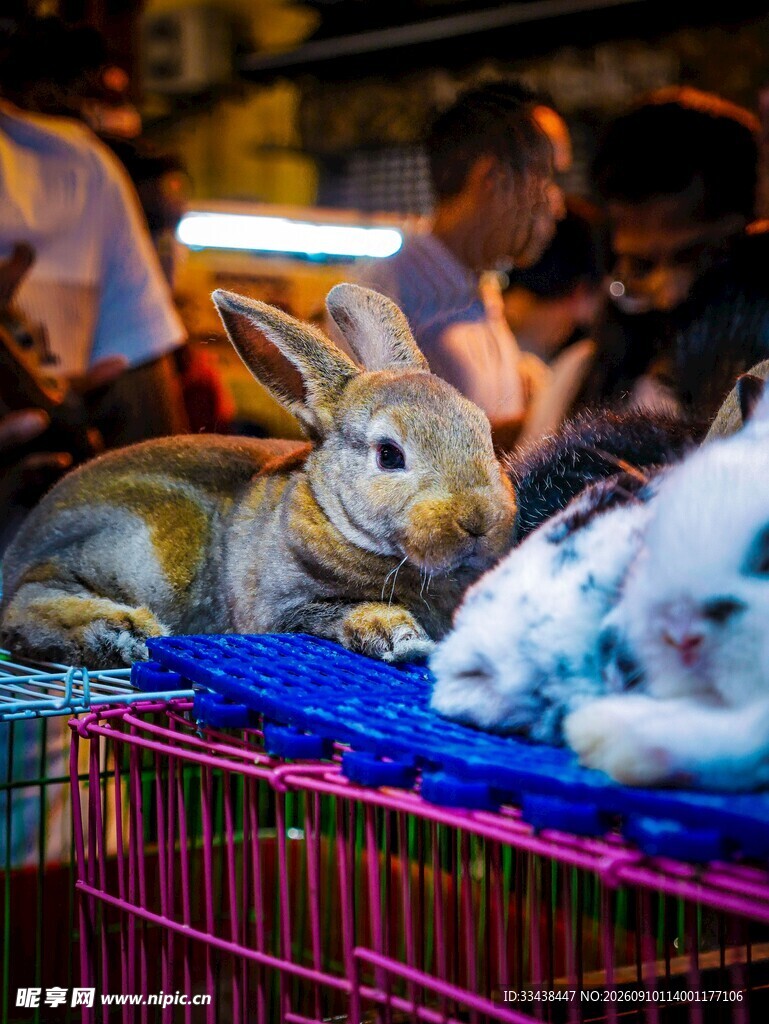 可爱兔子待售