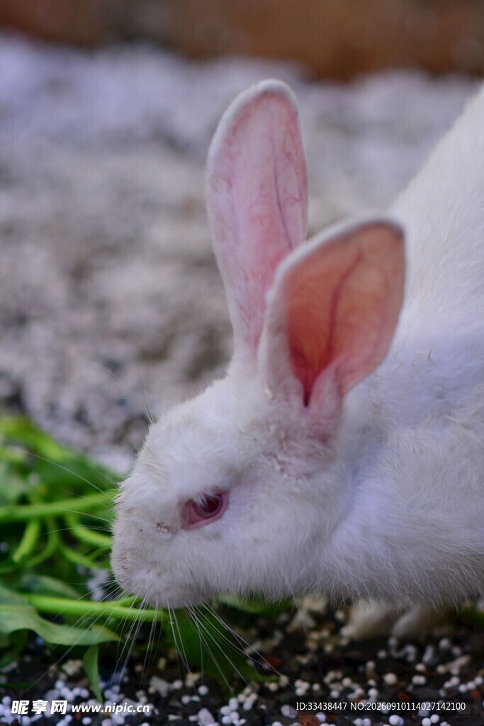 白兔食草