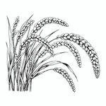 黑白小米谷穗插画