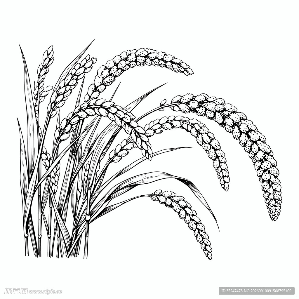 黑白小米谷穗插画