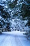 雪覆林间路静谧冬日景