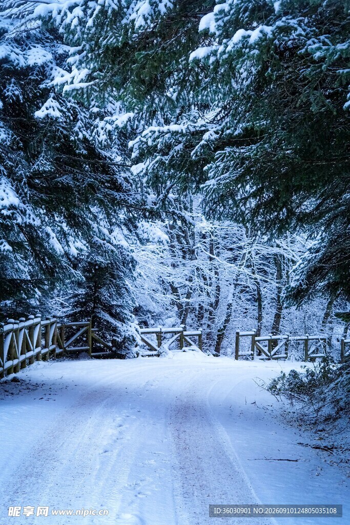 雪覆林间路静谧冬日景