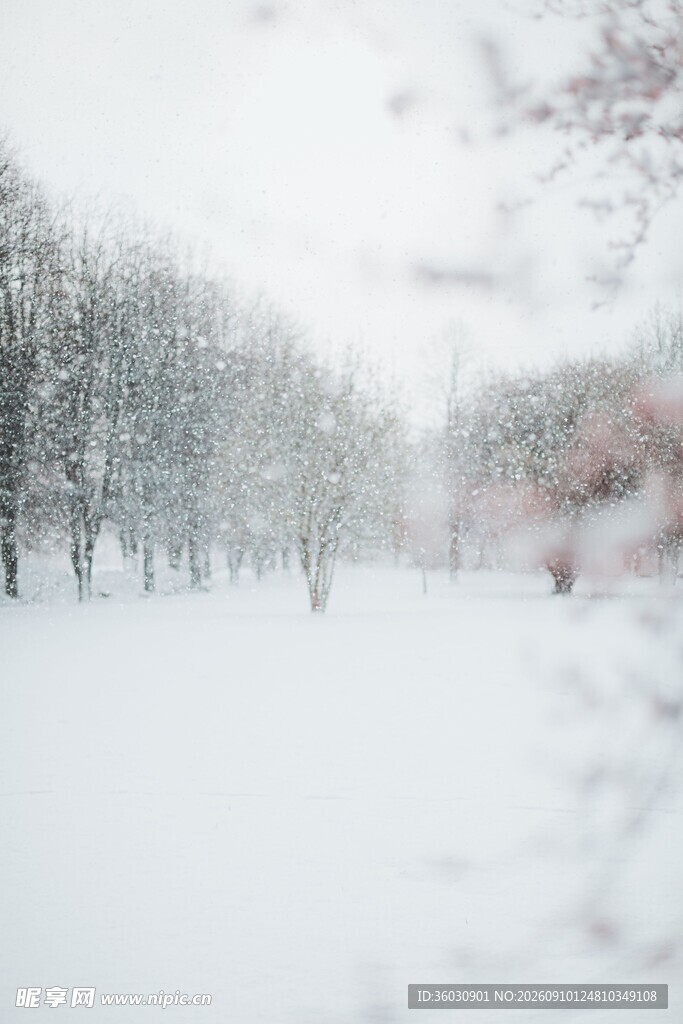 冬日雪景银白世界的静谧