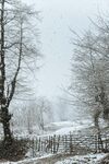 雪覆田野树木冬日景象