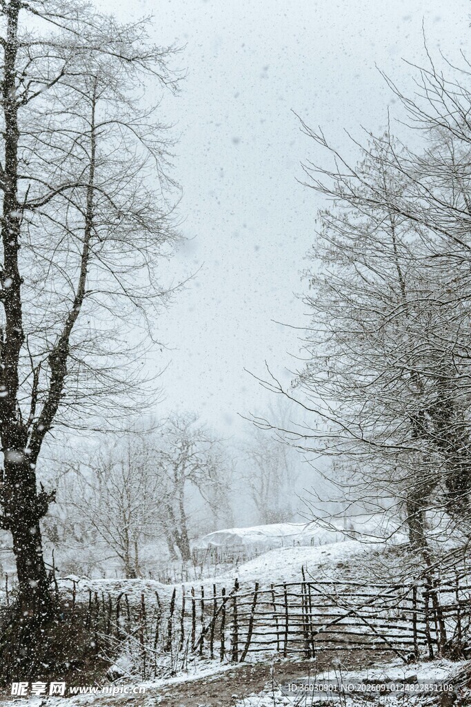 雪覆田野树木冬日景象