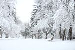 冬日雪林静谧美好