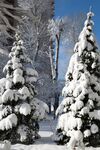 冬日雪景中的雪松景观