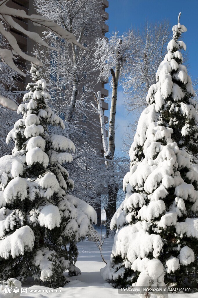 冬日雪景中的雪松景观