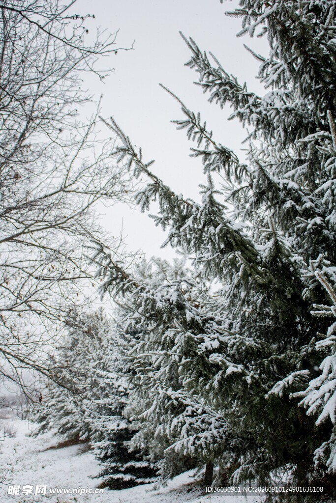 雪覆松枝的冬日景致