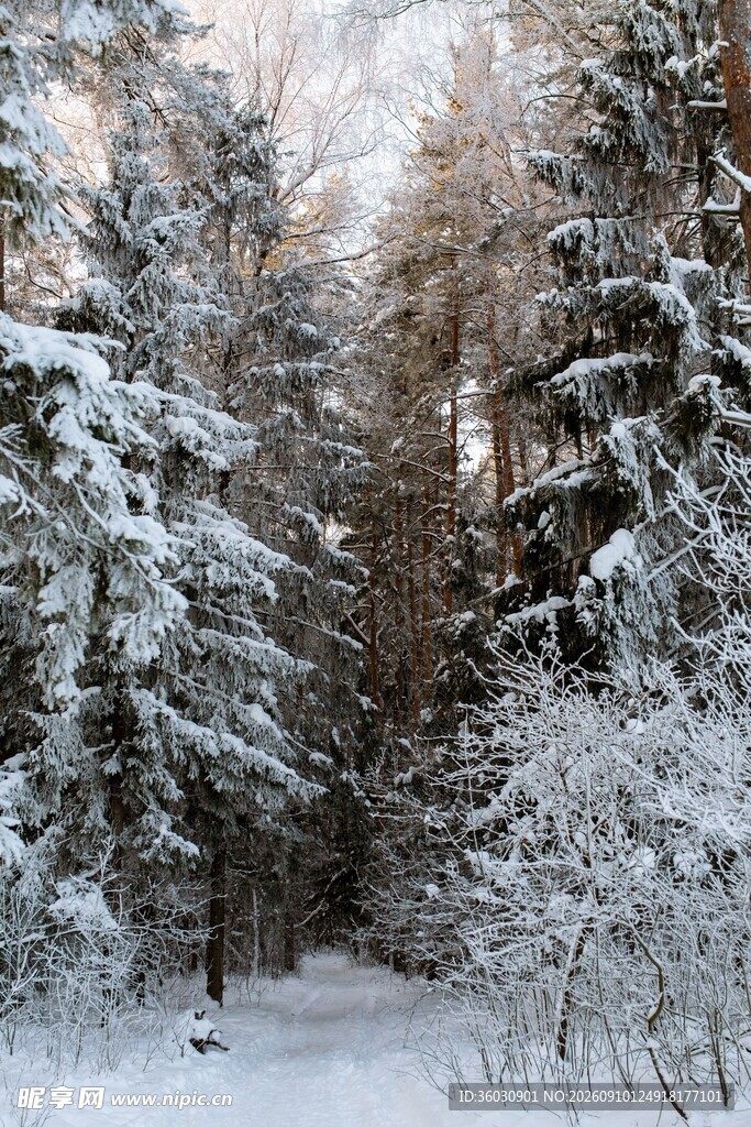 冬日雪覆森林美景