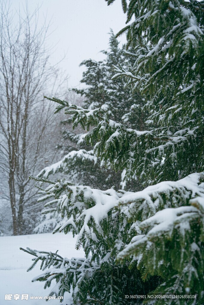 冬日雪景中的翠绿松树