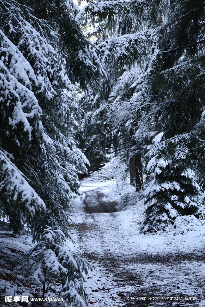 雪覆林间小道
