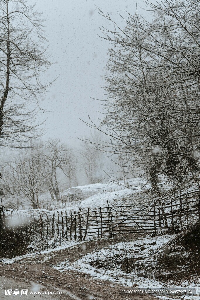 雪覆乡村小道静谧雪景