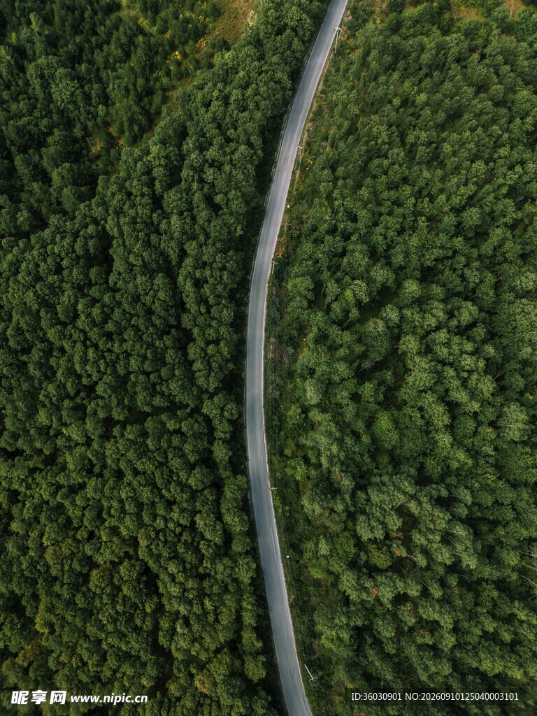 蜿蜒公路穿行茂密森林