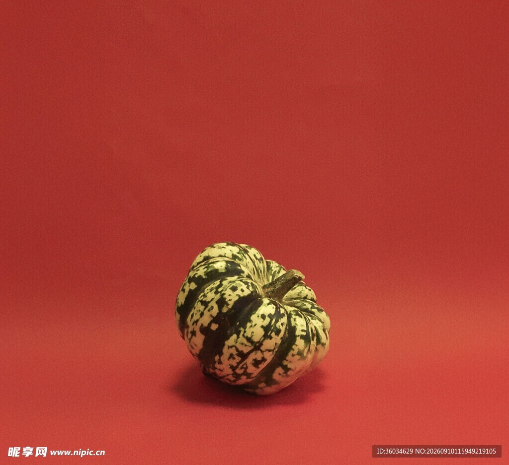 红色背景上的迷你花纹南瓜