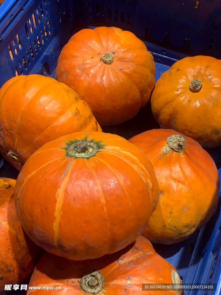 蓝筐中的新鲜橙色南瓜