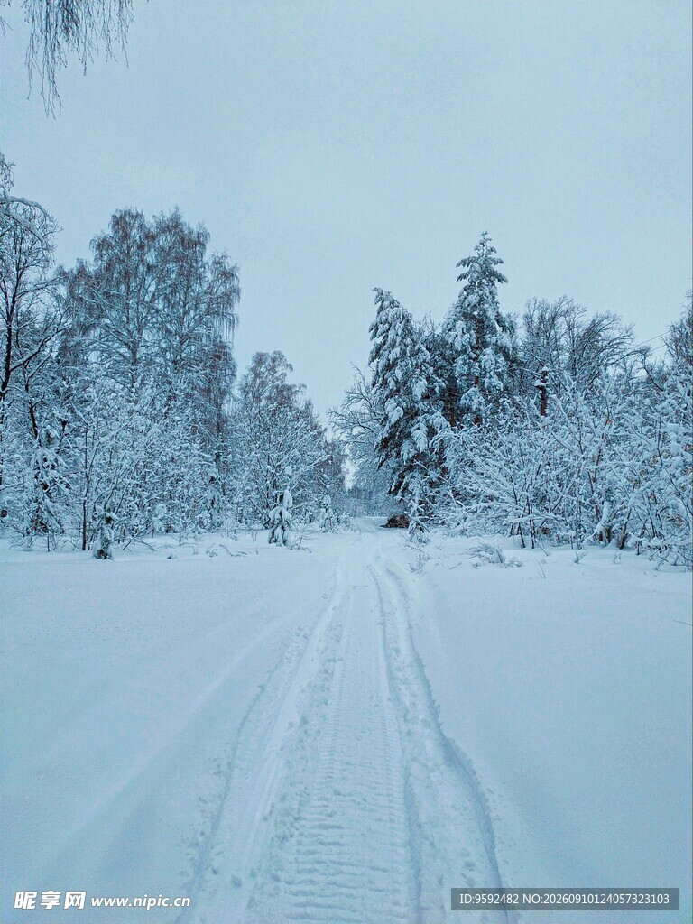 冬日雪林之路