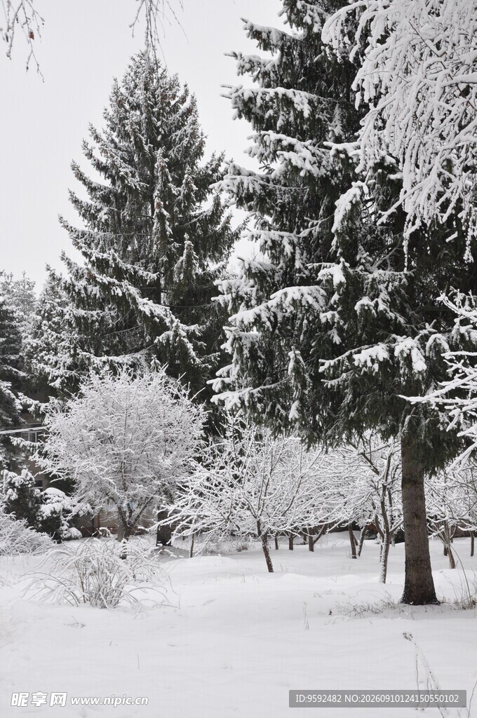 冬日雪景中的挺拔树木