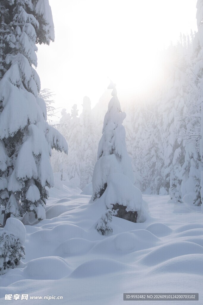 冬日雪林银装素裹的美景