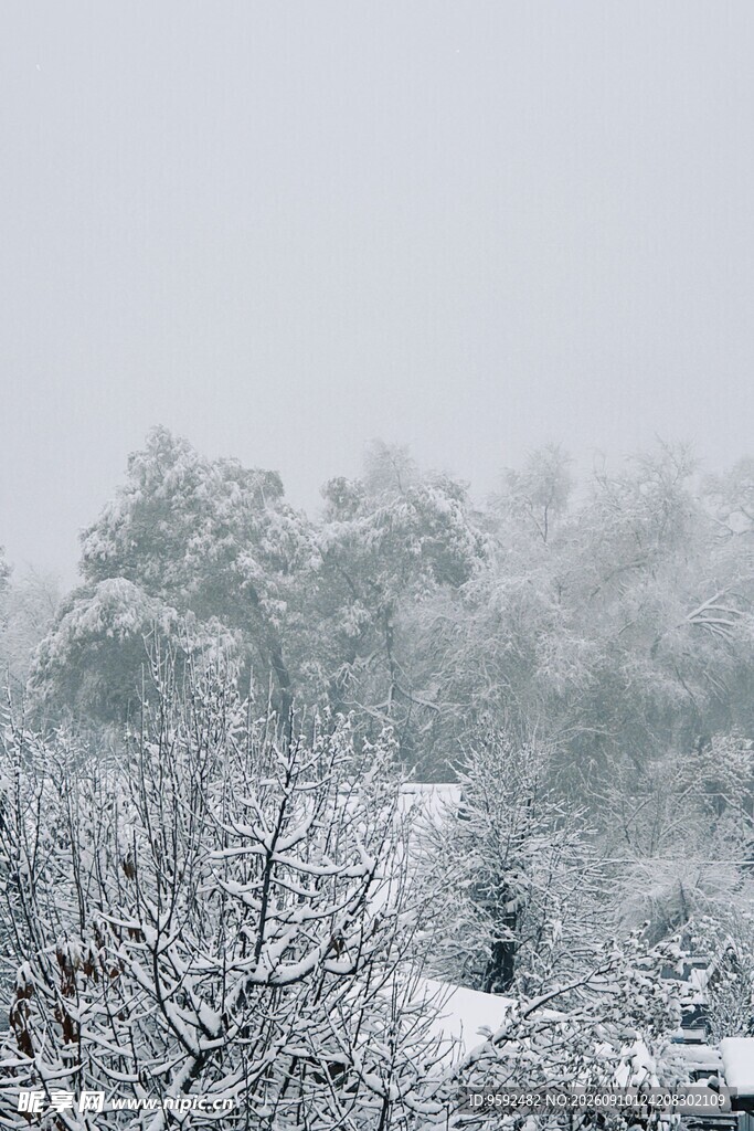 雪覆树林冬日静谧景象