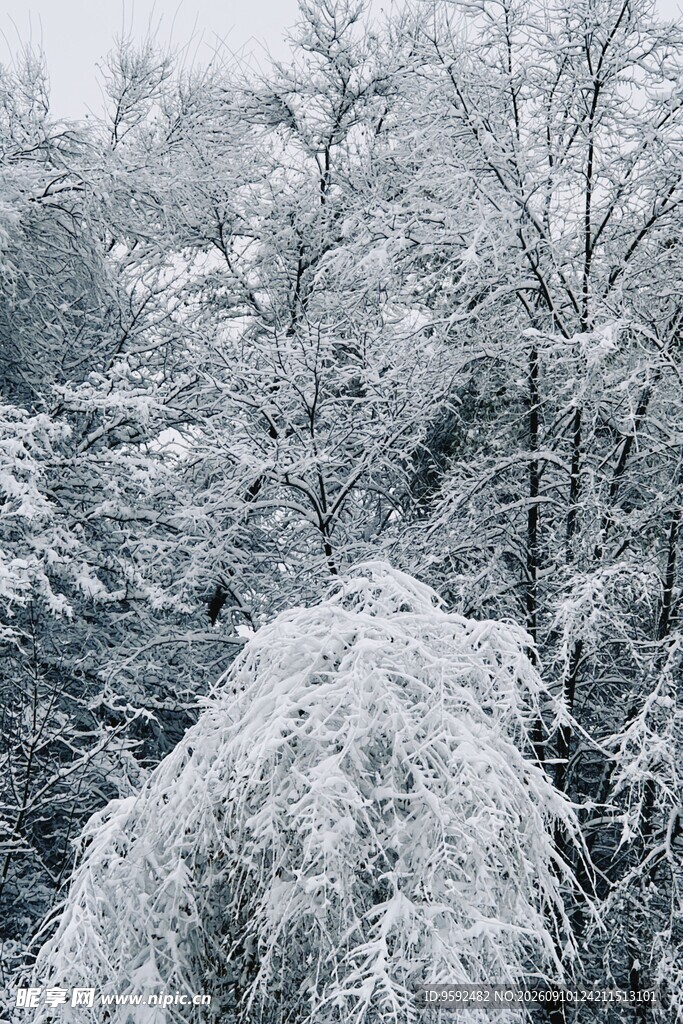 雪覆树林美景