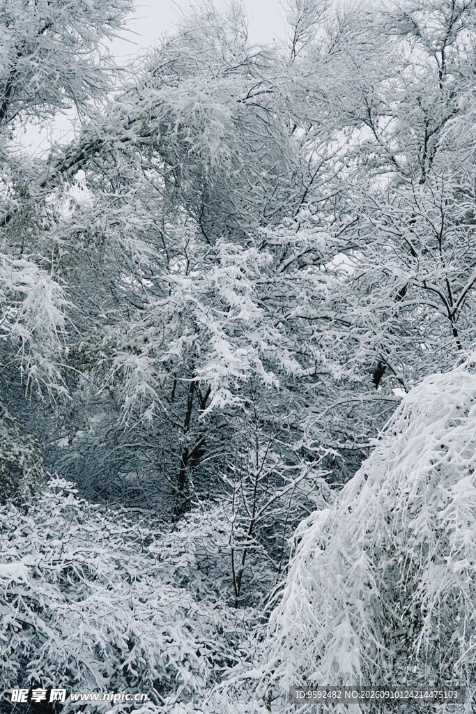 雪覆山林美景