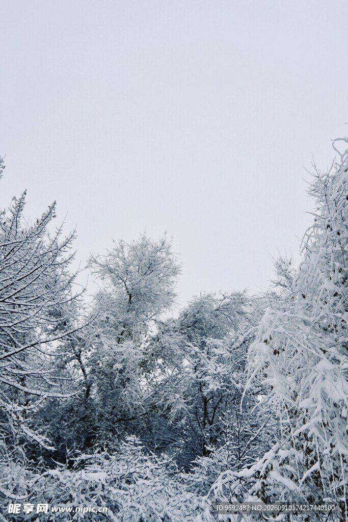 雪覆树木的冬日美景