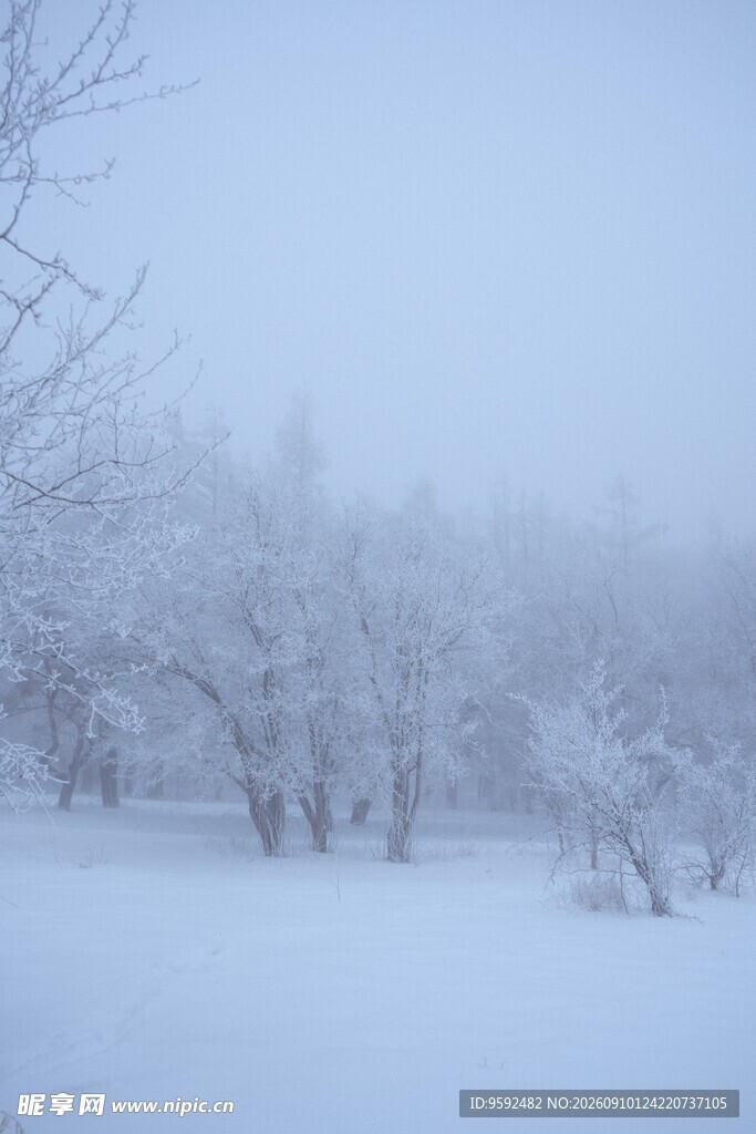 冬日雪景中的银白树林