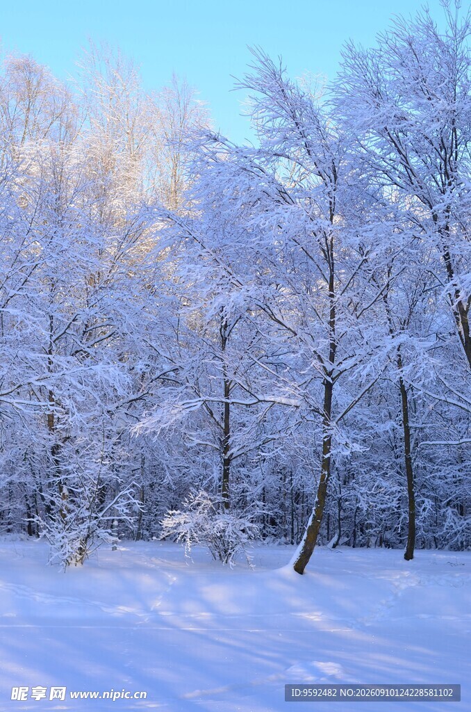 冬日雪覆树林美景