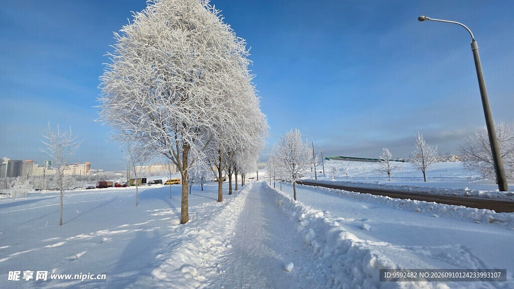 冬日雪景中银装素裹的树木