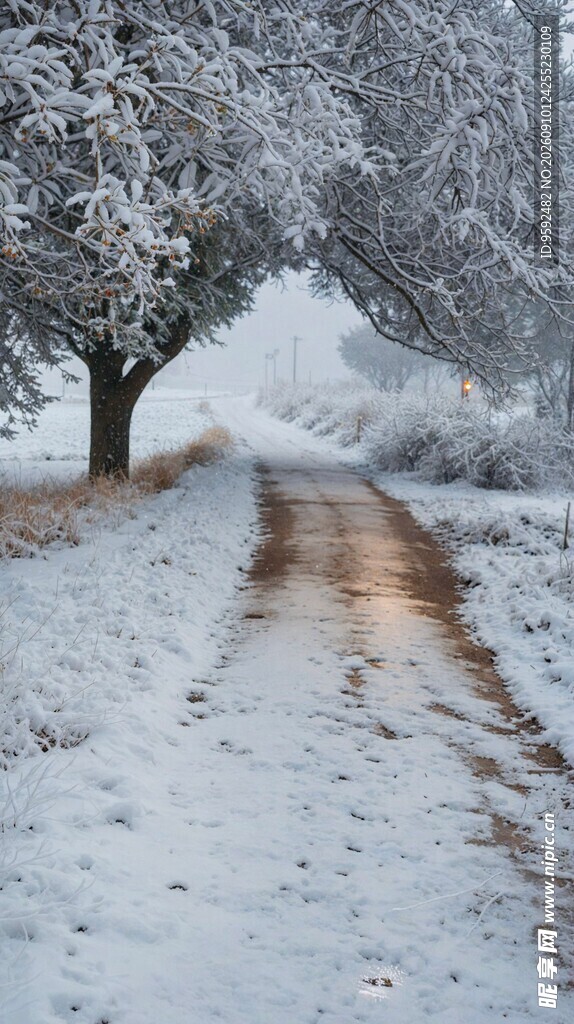 雪后林间小道的静谧美景