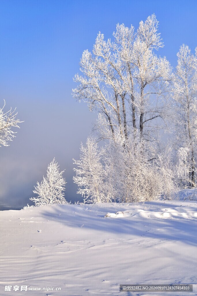 冬日雪景中的银装素裹树木