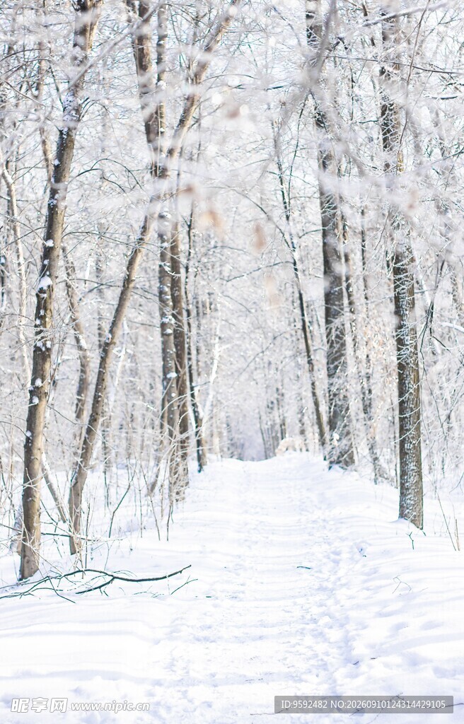 冬日雪林静谧纯净之景