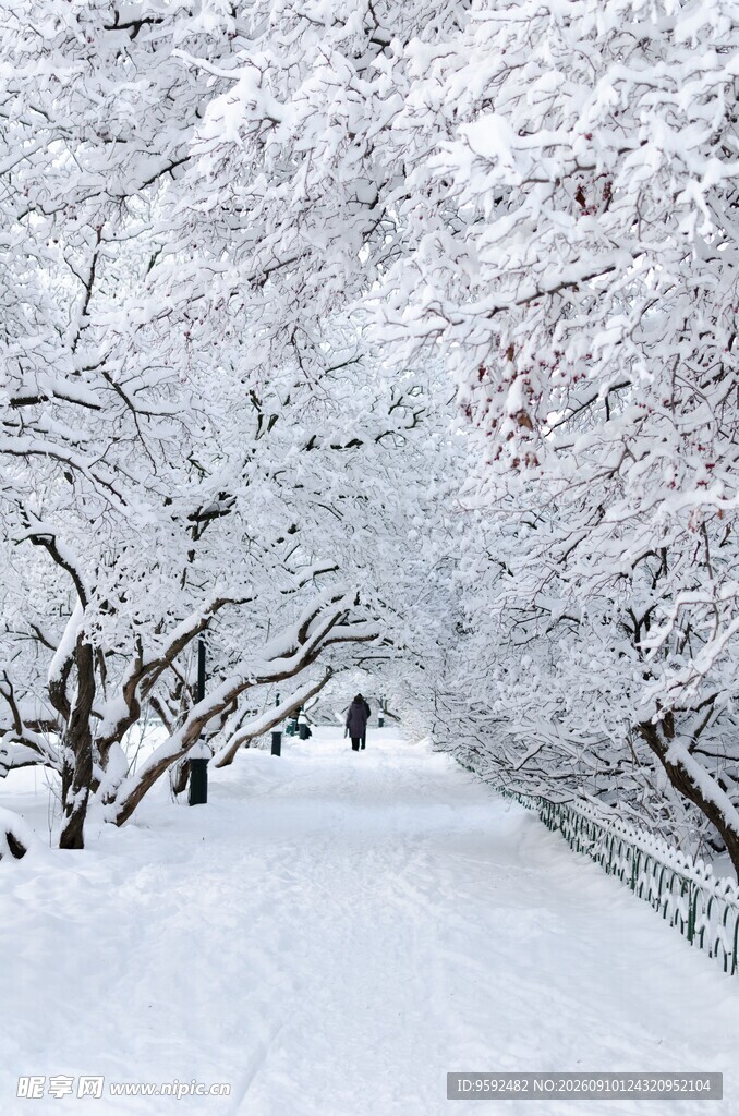 雪覆枝头的静谧林间小道