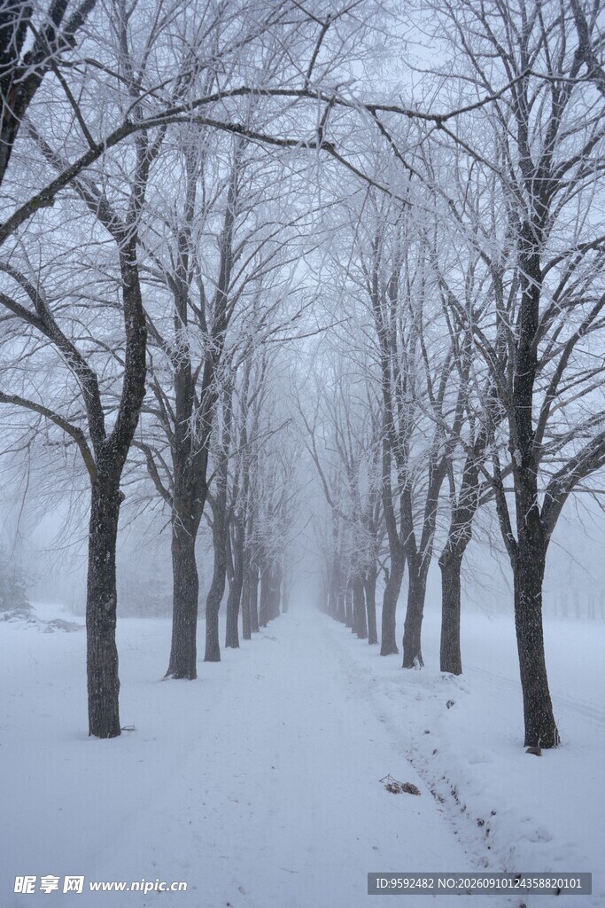 雪覆林径冬日静谧之景