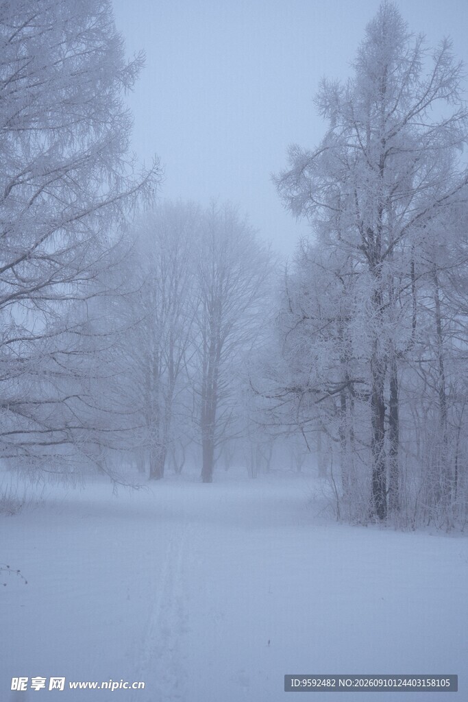 冬日雪景中的银白树林