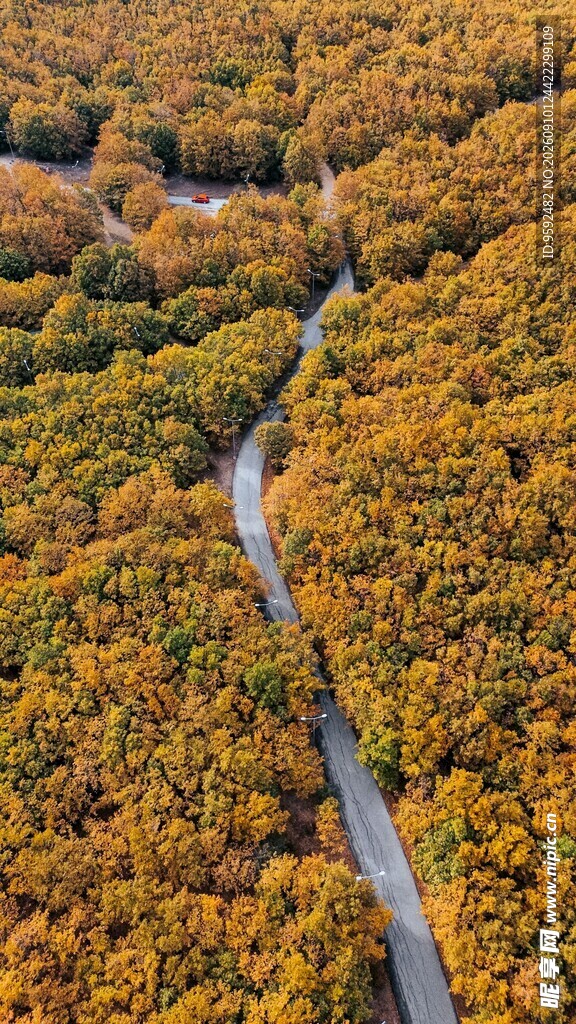 秋日山林间蜿蜒公路美景
