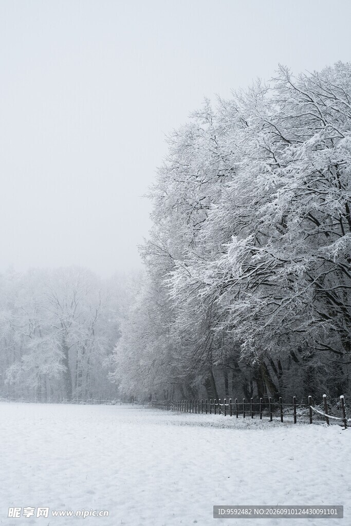 雪覆树林静谧冬日景致