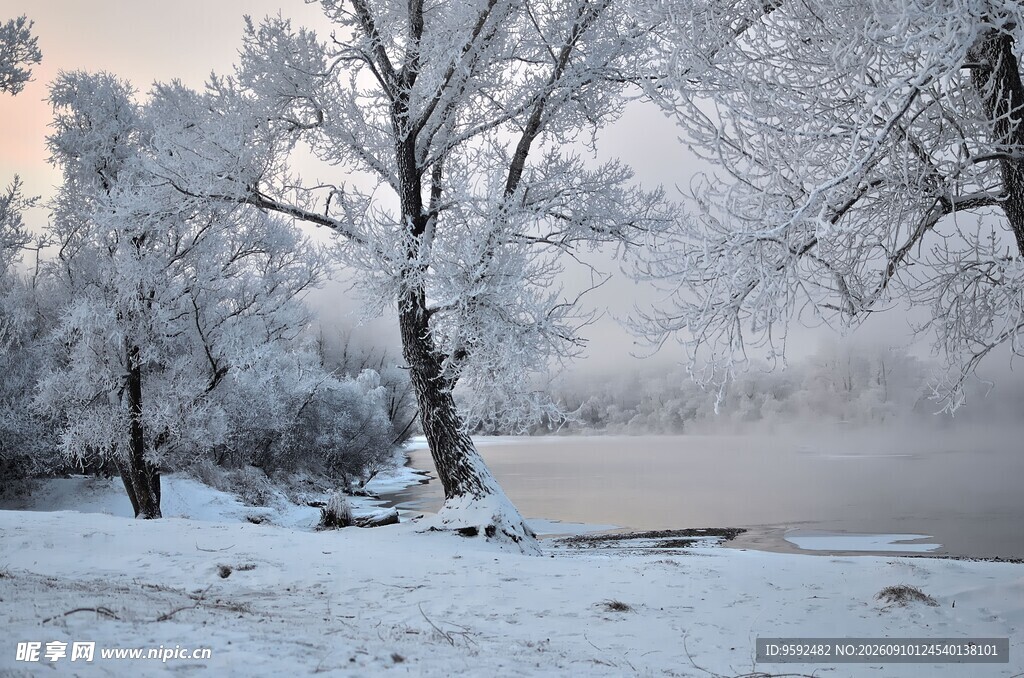 冬日雪覆树林静谧美景