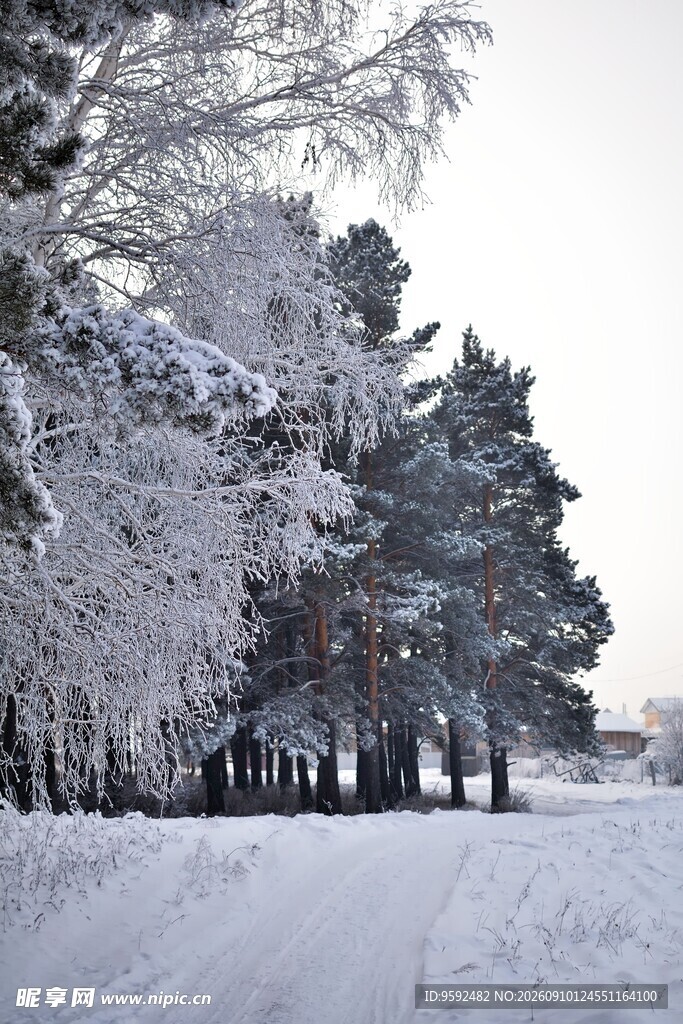 冬日雪景中的林间小路